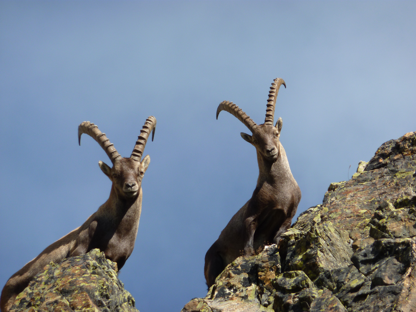  Alpine Ibex 